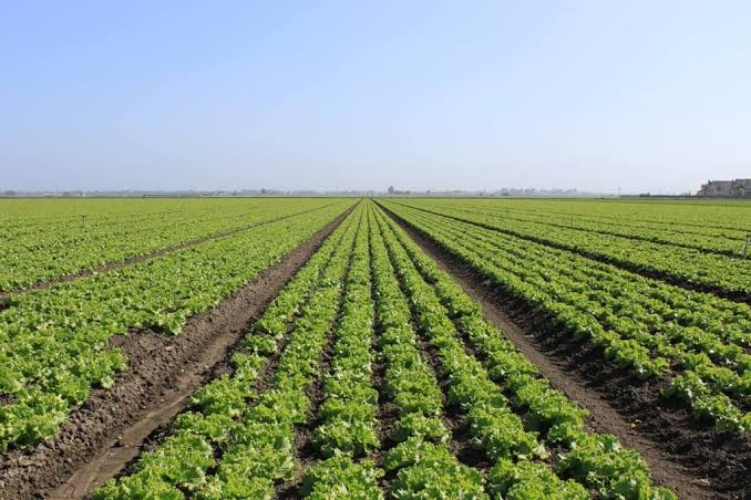 Crops for life